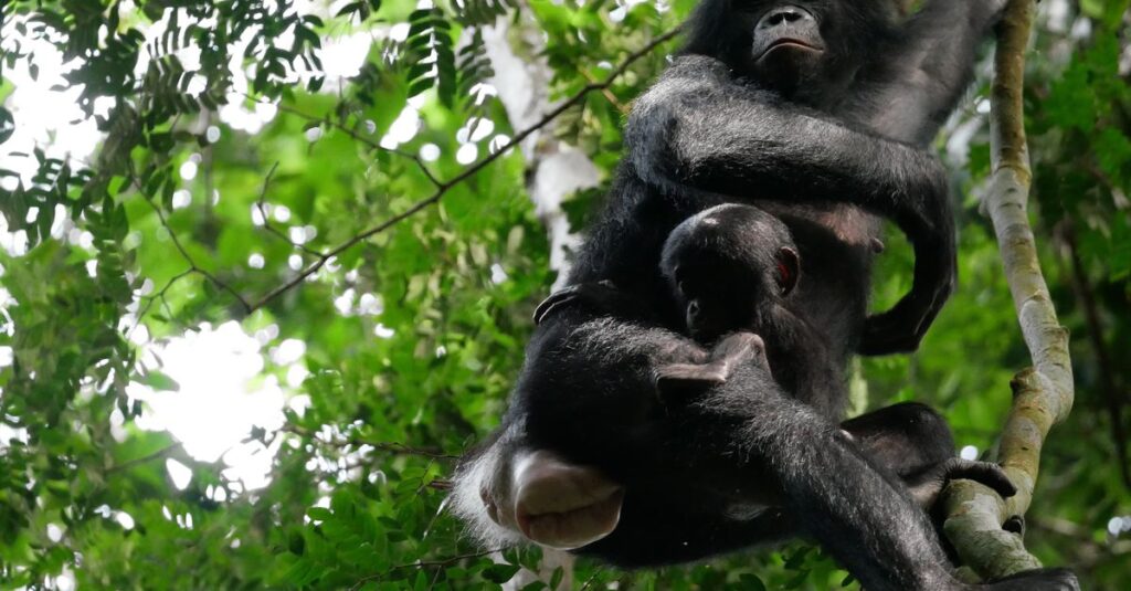 Male bonobos are much more aggressive with each other than male chimpanzees