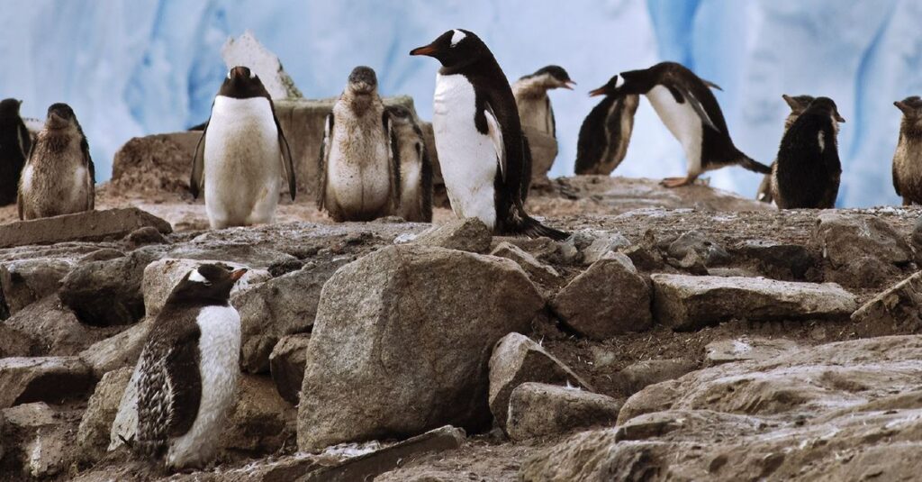 Bird flu has reached Antarctica.  What now?